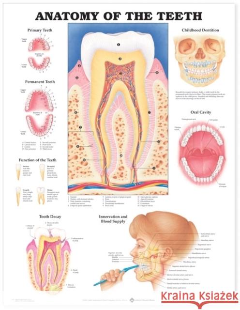 Anatomy of the Teeth Anatomical Chart   9781587791000 0