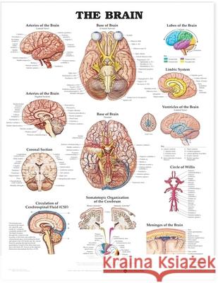 The Brain Anatomical Chart   9781587791062 0