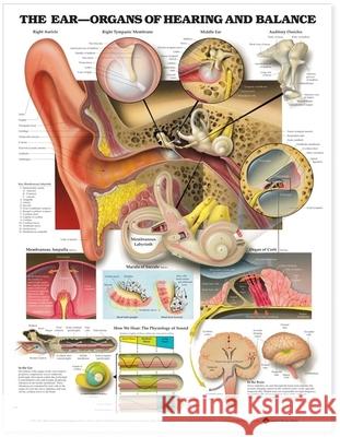 The Ear: Organs of Hearing and Balance Anatomical Chart  Anatomical Chart Company 9781587791215 0