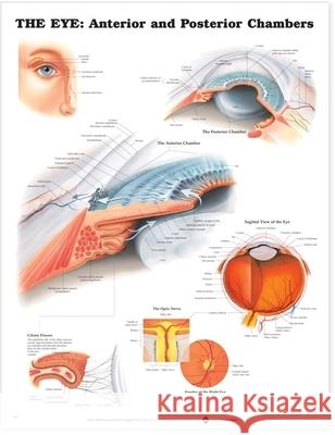 The Eye: Anterior and Posterior Chambers  Anatomical Chart Company 9781587791321 0