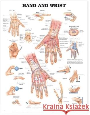 Hand and Wrist Anatomical Chart  Anatomical Chart Company 9781587791420 0