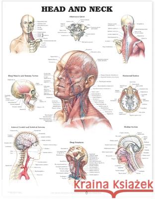 Head and Neck Anatomical Chart  Anatomical Chart Company 9781587791475 0