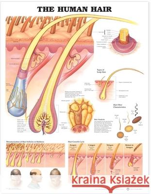 The Human Hair Anatomical Chart  Anatomical Chart Company 9781587791635 0