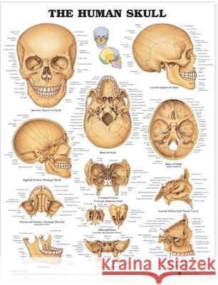 The Human Skull Anatomical Chart   9781587791673 0