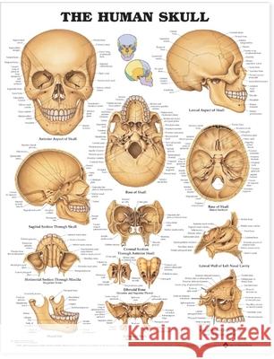The Human Skull Anatomical Chart   9781587791680 0