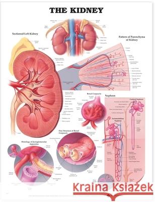 The Kidney Anatomical Chart Anatomical Chart Company                 Anatomical Chart Company 9781587791710 Lippincott Williams & Wilkins