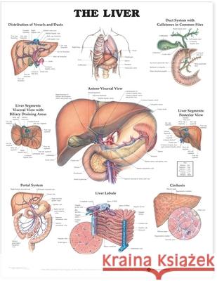 The Liver Anatomical Chart  9781587791758 ANATOMICAL CHART CO ,U.S.