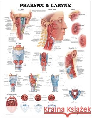 Pharynx and Larynx Anatomical Chart  Anatomical Chart Company 9781587791802 0