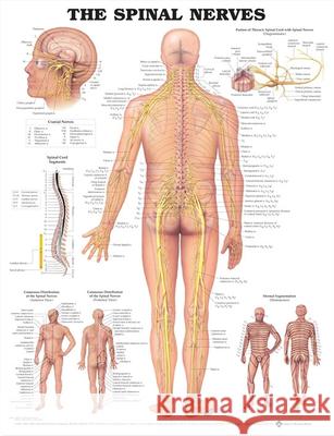 The Spinal Nerves Anatomical Chart  Anatomical Chart Company 9781587792052 0