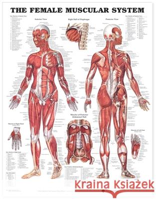 The Female Muscular System Anatomical Chart   9781587795633 0