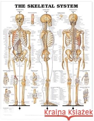 The Skeletal System Anatomical Chart  Anatomical Chart Company 9781587796821 0