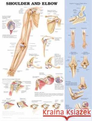 Shoulder and Elbow Anatomical Chart  Anatomical Chart Company 9781587796852 0