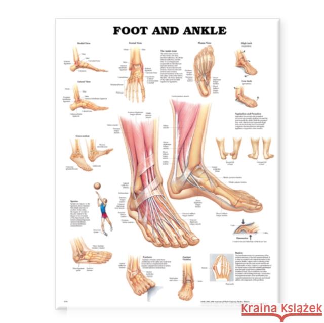 Foot and Ankle Anatomical Chart  Anatomical Chart Company 9781587796869 0