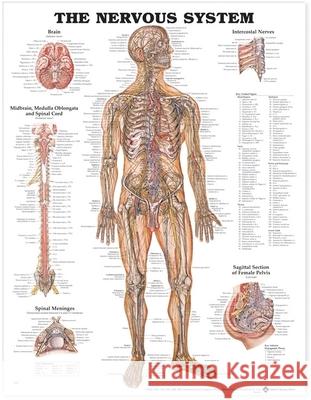 The Nervous System Anatomical Chart  Anatomical Chart Company 9781587796906 0