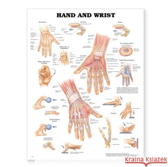 Hand and Wrist Anatomical Chart  Anatomical Chart Company 9781587796944 0