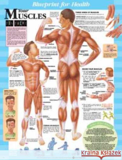 Blueprint for Health Your Muscles Chart  9781587797361 ANATOMICAL CHART CO ,U.S.