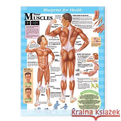 Blueprint for Health Your Muscles Chart  9781587797378 ANATOMICAL CHART CO ,U.S.