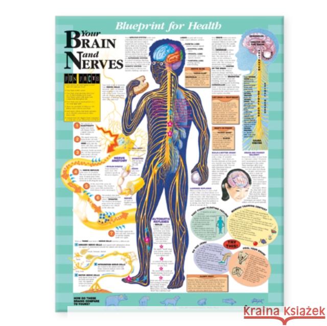 Blueprint for Health Your Brain and Nerves Chart Anatomical Chart                         Acc                                      Anatomical Chart Company 9781587797439 Lippincott Williams & Wilkins
