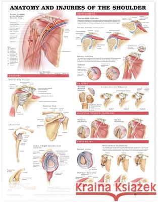 Anatomy and Injuries of the Shoulder Anatomical Chart  9781587798092 ANATOMICAL CHART CO ,U.S.