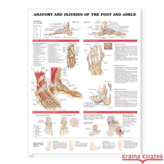 Anatomy and Injuries of the Foot and Ankle   9781587798375 Anatomical Chart Co.