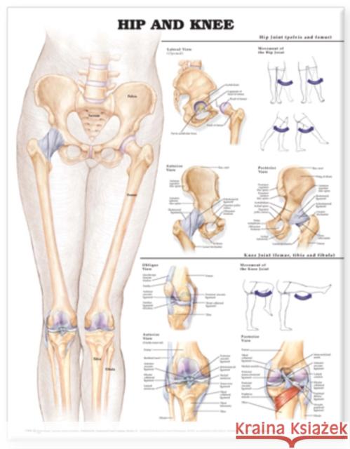 Hip and Knee Anatomical Chart  Anatomical Chart Company 9781587798665 0