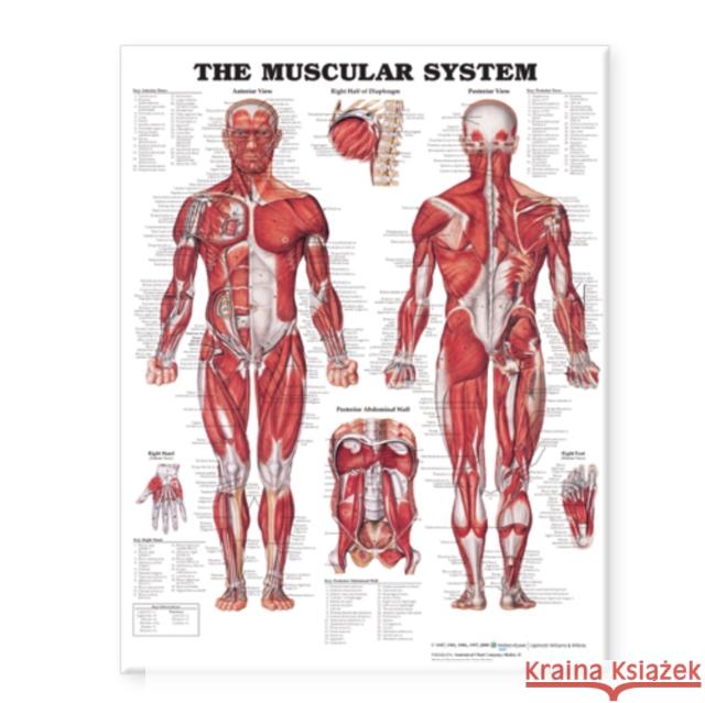 The Muscular System Giant Chart Laminated : 42