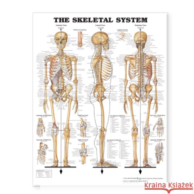 The Skeletal System Giant Chart Laminated : 42