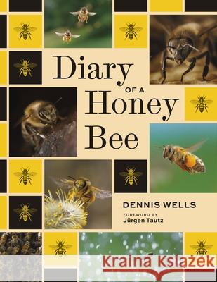 Diary of a Honey Bee Dennis Wells Jurgen Tautz 9781588348166 Smithsonian Books