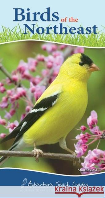 Birds of the Northeast: Your Way to Easily Identify Backyard Birds Tekiela, Stan 9781591934073 Adventure Publications(MN)