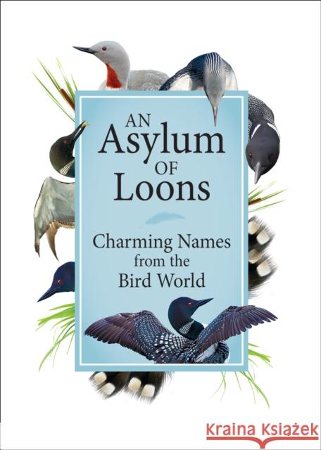 An Asylum of Loons: Charming Names from the Bird World  9781591939047 Adventure Publications