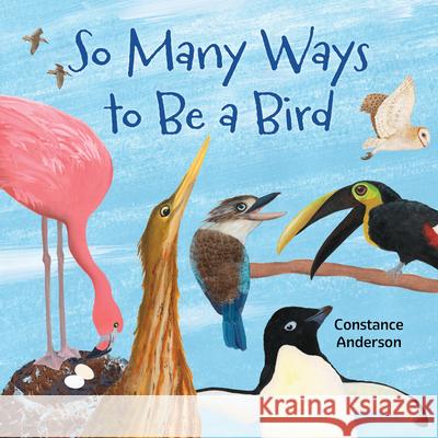 So Many Ways to Be a Bird Constance Anderson Constance Anderson 9781595729927 Star Bright Books