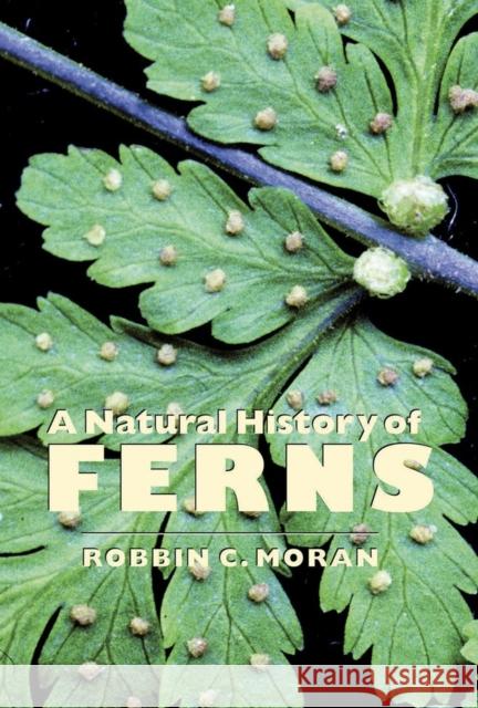 A Natural History of Ferns Robbin C. Moran 9781604690620 Timber Press (OR)