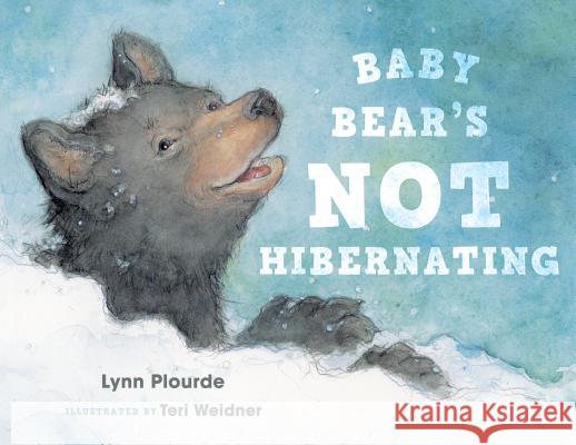 Baby Bear's Not Hibernating Lynn Plourde Teri Weidner 9781608936229 Down East Books