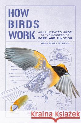 How Birds Work: An Illustrated Guide to the Wonders of Form and Function--From Bones to Beak Taylor, Marianne 9781615196470 Experiment
