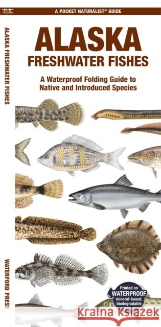 Alaska Freshwater Fishes: A Waterproof Folding Guide to Native and Introduced Species Waterford Press Waterford Press 9781620056035 Waterford Press