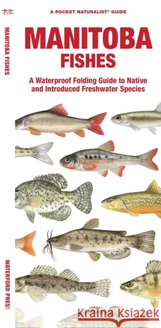 Manitoba Fishes: A Waterproof Folding Guide to Native and Introduced Species Morris, Matthew 9781620056059 Waterford Press