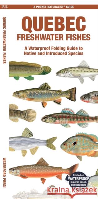 Quebec Freshwater Fishes: A Folding Guide to Native and Introduced Species Matthew, Waterford Press Morris 9781620056530