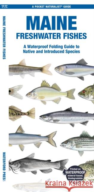 Maine Freshwater Fishes: A Folding Guide to Native and Introduced Species Matthew, Waterford Press Morris 9781620056608 Waterford Press Ltd