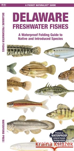 Delaware Freshwater Fishes: A Folding Guide to Native and Introduced Species Matthew, Waterford Press Morris 9781620056783 Waterford Press Ltd