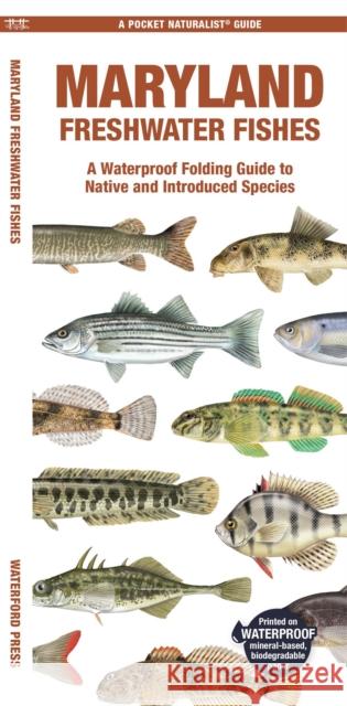 Maryland Freshwater Fishes: A Folding Guide to Native and Introduced Species Matthew Morris Matthew Morris 9781620056806 Waterford Press Ltd