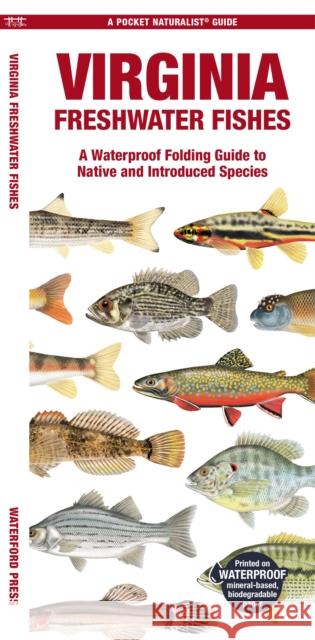 Virginia Freshwater Fishes: A Folding Guide to Native and Introduced Species Waterford Press 9781620056844 Waterford Press Ltd