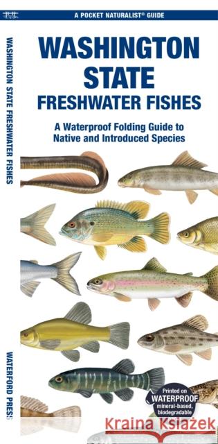 Washington State Freshwater Fishes: A Waterproof Folding Guide to Native and Introduced Species Waterford Press 9781620056851 Waterford Press