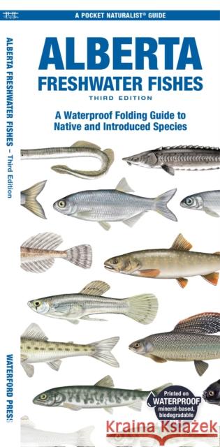 Alberta Freshwater Fishes: A Folding Guide to Native and Introduced Species Sean Rogers 9781620057087 Waterford Press Ltd