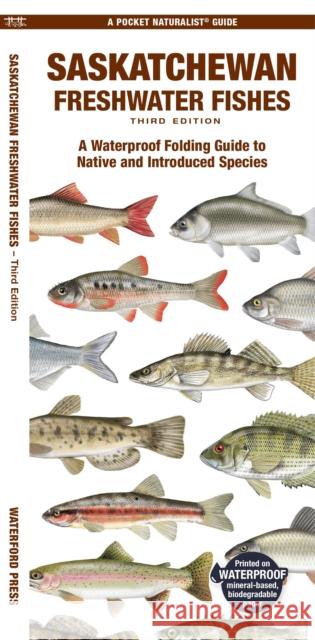 Saskatchewan Freshwater Fishes: A Folding Guide to Native and Introduced Species Christopher Sommers 9781620057100 Waterford Press Ltd