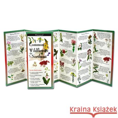 Common Wildflowers of the Northeast Ulrich Lorimer 9781621263876 Earth Sky + Water