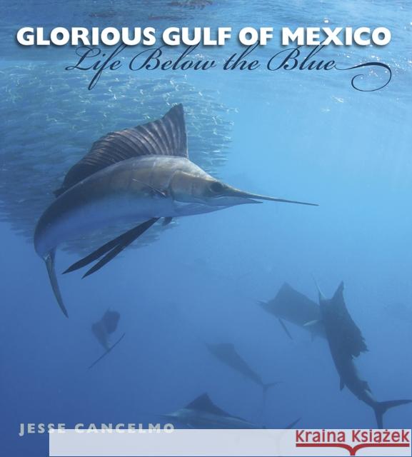 Glorious Gulf of Mexico: Life Below the Blue Volume 28 Cancelmo, Jesse 9781623493745 Texas A&M University Press