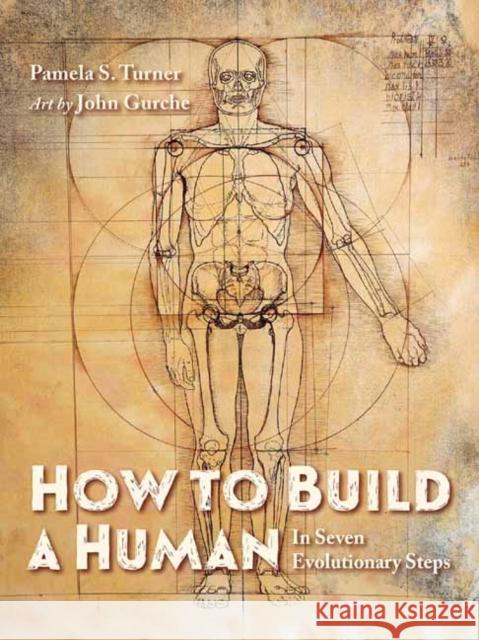 How to Build a Human: In Seven Evolutionary Steps Pamela S. Turner John Gurche 9781623542504 Charlesbridge Publishing
