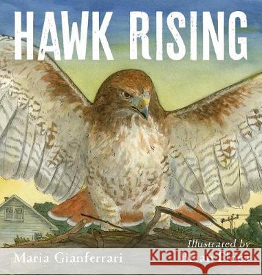 Hawk Rising Maria Gianferrari Brian Floca 9781626720961 Roaring Brook Press