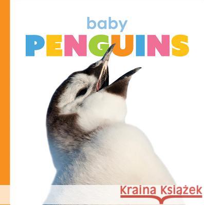 Baby Penguins Kate Riggs 9781628326666 Creative Paperbacks