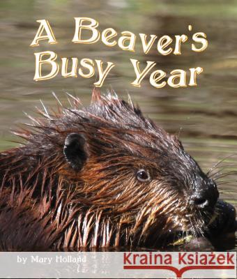 The Beavers' Busy Year Mary Holland Mary Holland 9781628552133 Sylvan Dell Publishing